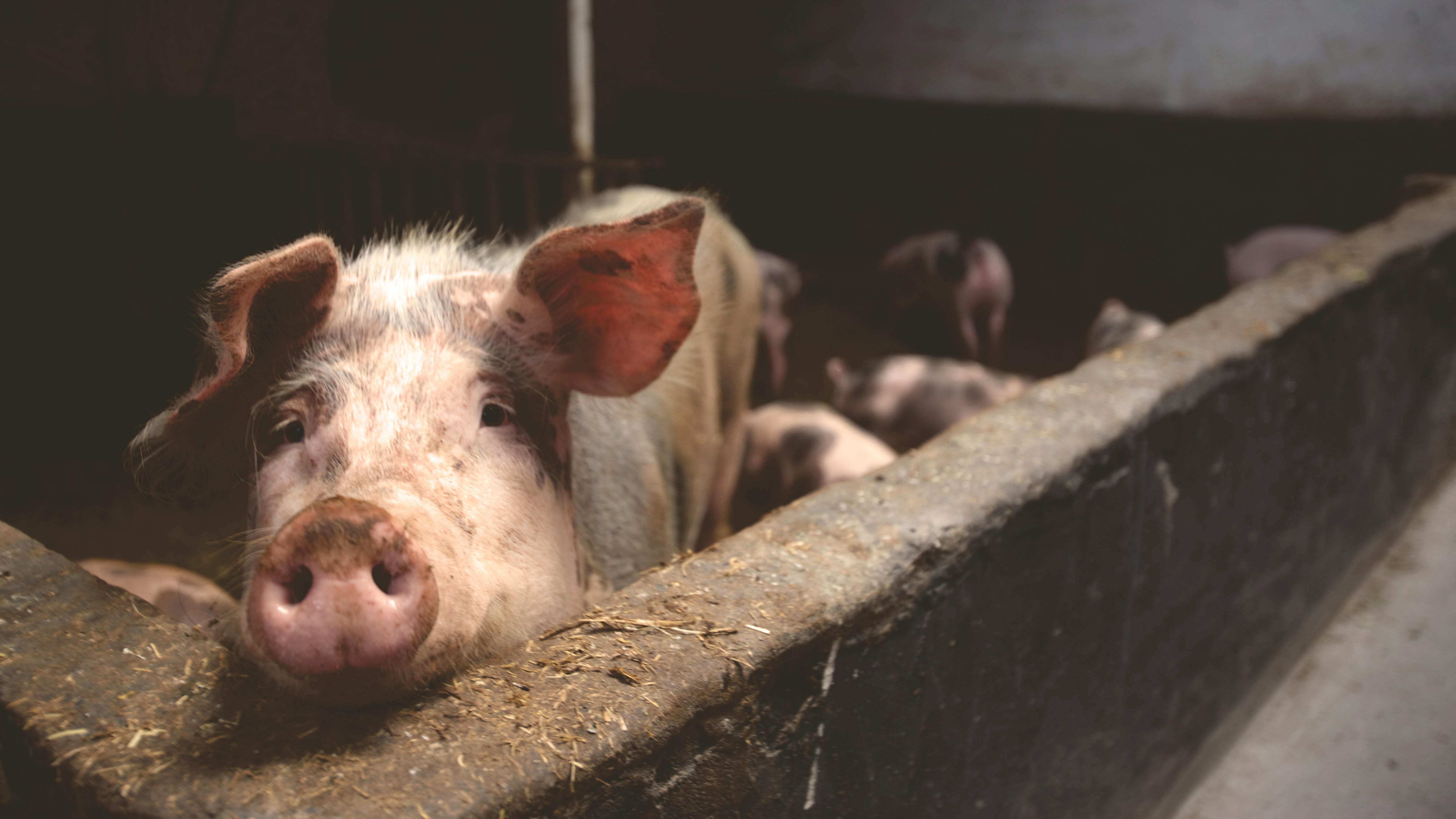 Why We Crave Bacon: The Science Behind the "But Bacon" Argument